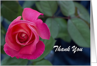 Pink Rose Thank You Card, Focus for a Cause, Blank Note Card