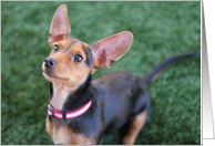 Chihuahua Dog Blank Note Card, Focus for a Cause card