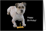 Dog with bone and candle birthday card, Focus for a Cause card