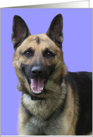 German Shepherd Dog Blank Note Card, Focus for a Cause card