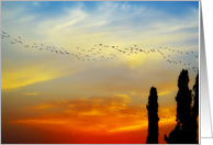 birds over my roof top home in mexico card