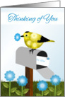 Yellow and Black Bird on Maibox,Thinking of You, Religious card