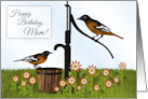 Happy Birthday Mom Oriole Birds at Pump card