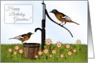 Happy Birthday Grandma Oriole Birds at Pump card