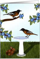 Baltimore Orioles and Birdbath, Blank Note card