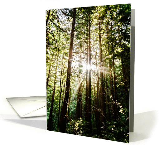 Sunlight through Trees card (948339)