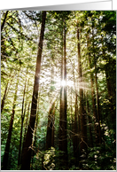 Sunlight through Trees card