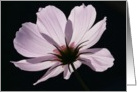 Good Luck Beautiful Lilac Flower card