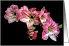 Pink amaryllis card