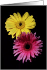 Gerber Daisies card