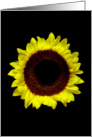 Sunflower Portrait. card