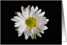 White Daisy Portrait. card