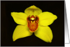 Yellow Orchid #2. card