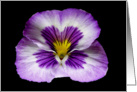 Purple and Yellow Pansy. card