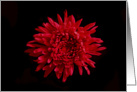 Red Mum. card