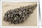 Barnacles. card
