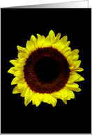 Sunflower Portrait. card