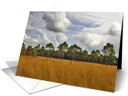 Florida Prairie Sedge Grass & Pine . card (941301)