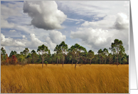 Florida Prairie Sedge Grass & Pine . card