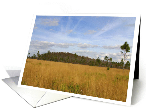 Cypress Dome #1. card (941302)