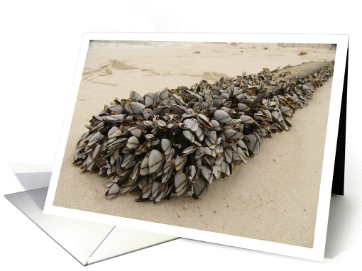 Barnacles. card (941688)