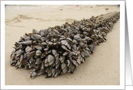 Barnacles. card