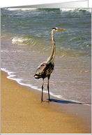 Great Blue Heron on the Surf. card