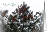 Merry Christmas, Evergreen with Pinecones card