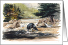 Black Bear Feediing for Salmon card