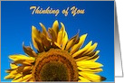 Sunflower Breeze Thinking of You Card