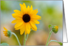 Get Well: Sunflowers card
