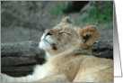 Happy Birthday, Sleeping Baby Lion Cub card