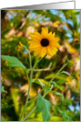 Get Well Soon: Sunflower card