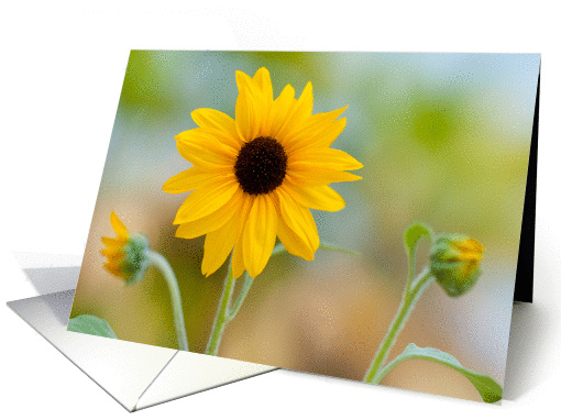 Get Well: Sunflowers card (946388)