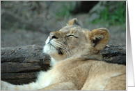 Happy Birthday, Sleeping Baby Lion Cub card