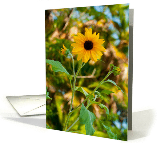 Get Well Soon: Sunflower card (947761)