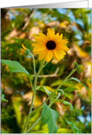 Get Well Soon: Sunflower card