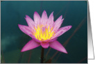 Water Lily blank card