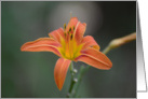 Daylily closeup blank card