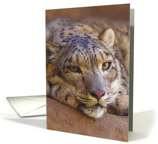 Snow Leopard blank card (1162516)