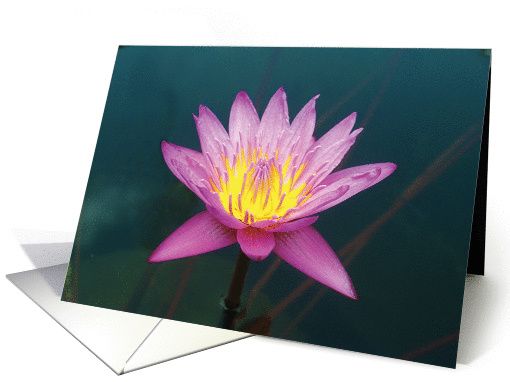 Water Lily blank card (1162520)