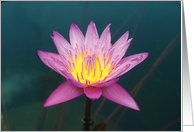 Water Lily blank card