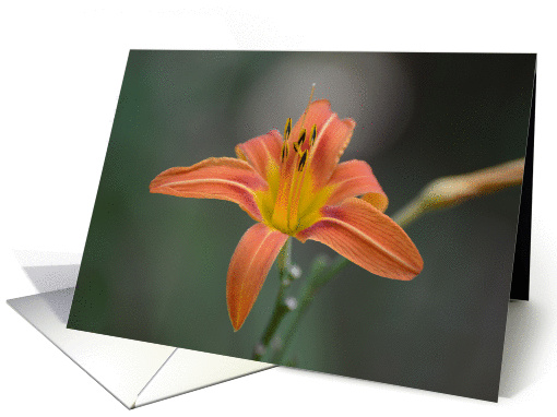 Daylily closeup blank card (1162912)