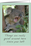 Yawning Koala bear...