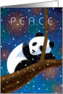 Giant Panda Sleeping on Branch, Merry Christmas card