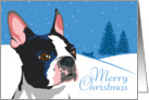 Christmas, Boston Terrier, From Our Pack to Yours card