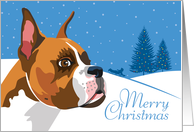 Christmas, Boxer, From Our Pack to Yours card