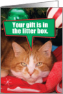 Orange Tabby Cat Litter Box Gift Christmas Joke Paper Card