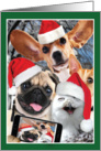 Holiday Animal Selfie Christmas Card - Dogs card