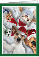 Holiday Animal Selfie Christmas Card - Cats, Dogs, and Ferrets card
